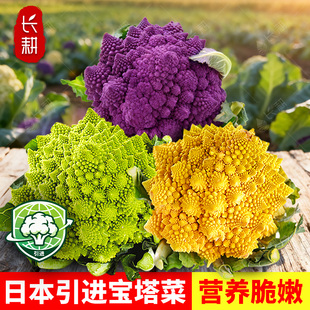 日本引进彩虹宝塔菜种子紫色花菜种籽春秋四季黄绿菜花蔬菜中孑苗