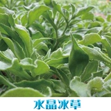 Семена хрустального льда Мяо Африканское ледяное ледяное лед