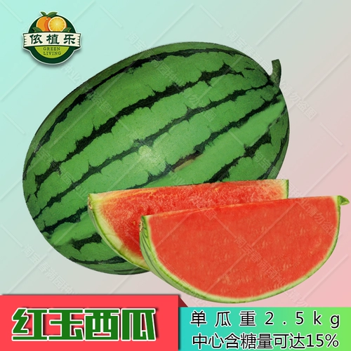 Ранняя весна Красные Нефриты Небольшие арбузы Семена в Японии, Дакуан Дакуан, Four Seasons транслируют сладкие семена весны южные саженцы южных овощей