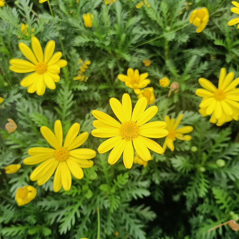 室外黄金菊花期长多年生花园花镜
