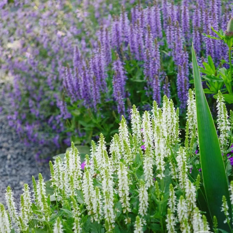 林荫鼠尾草多年生宿根