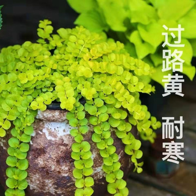 过路黄皮实好养垂吊观叶耐热常绿