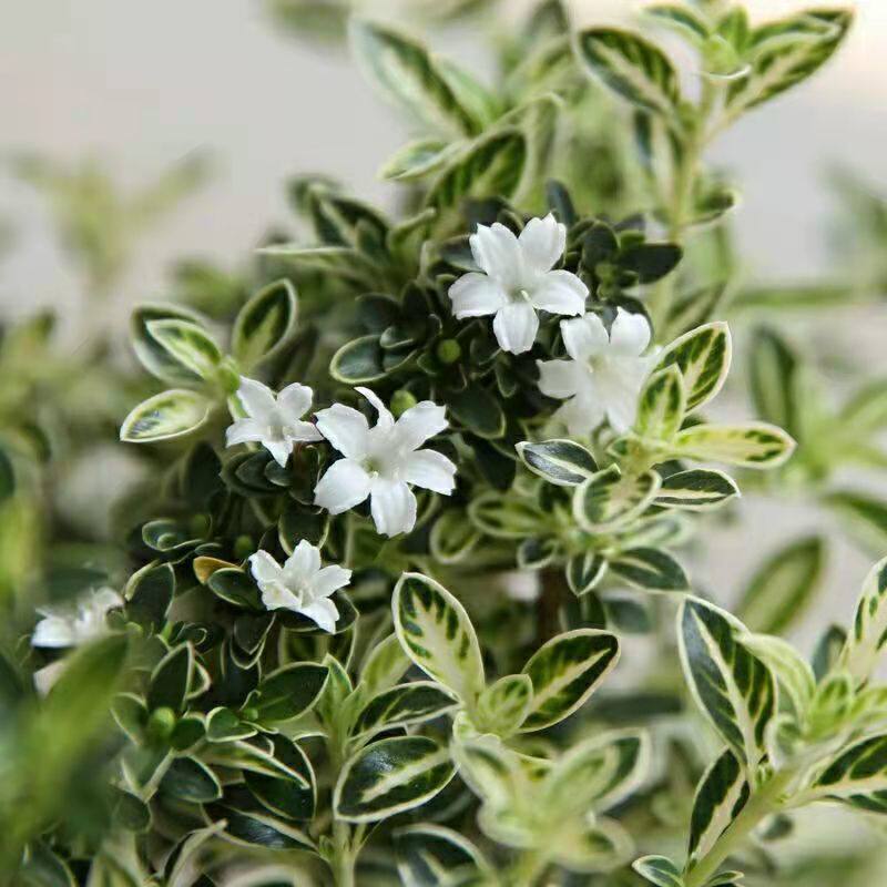 六月雪盆栽庭院阳台室内绿植满天星多年生灌木木本花卉耐寒热包邮