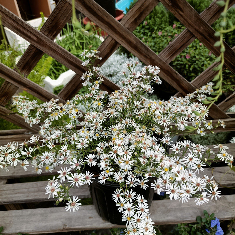 柳叶白菀盆栽庭院花镜小清新植物多年生宿根花卉花朵密繁好养包邮
