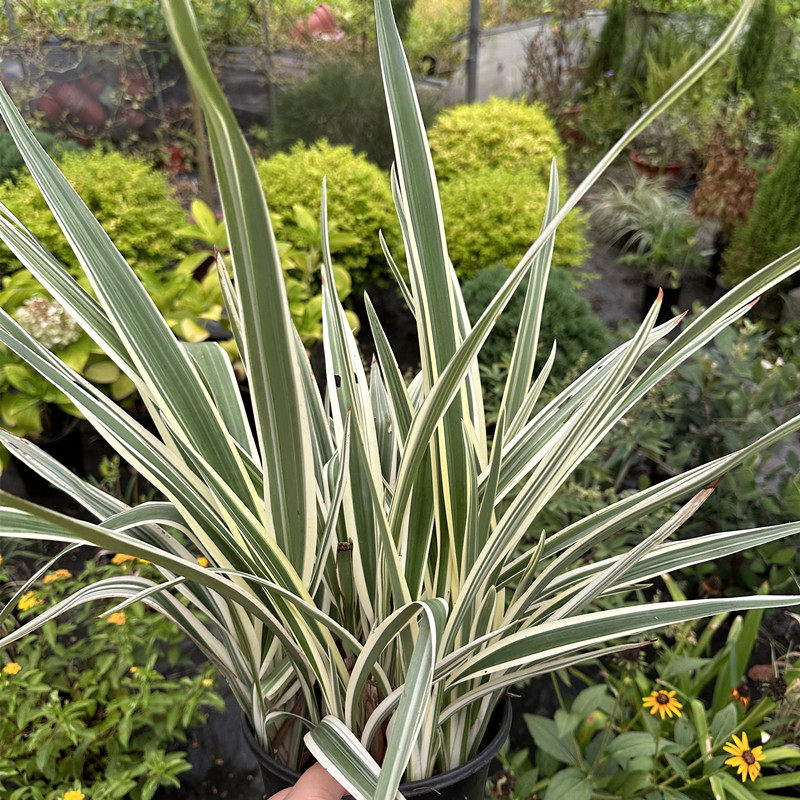 花叶山菅兰盆栽庭院地栽多年生耐寒耐热花境植物四季常绿养护简单