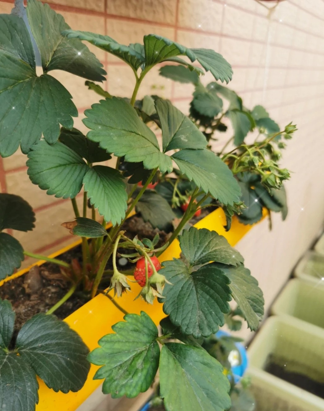 pvc管道花架 创意水管花盆室内阳台种菜机水土栽培养鱼养花绿萝花