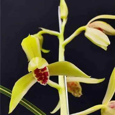 精品兰花*秀香锦*名品蕙兰艺草花叶双艺高档花卉盆栽【浙江嘉兰】