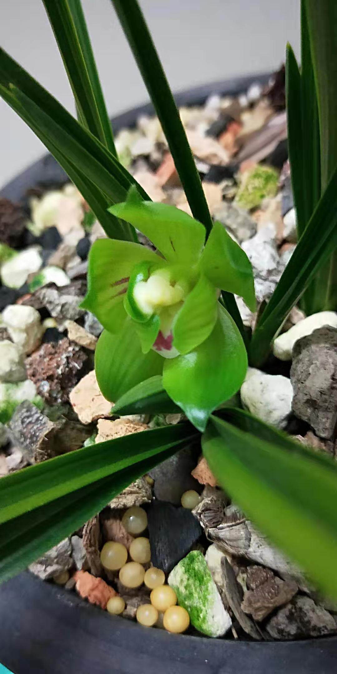 名贵兰花*绿云*老种 春兰皇后传统名品高档 花卉盆栽【浙江嘉兰】