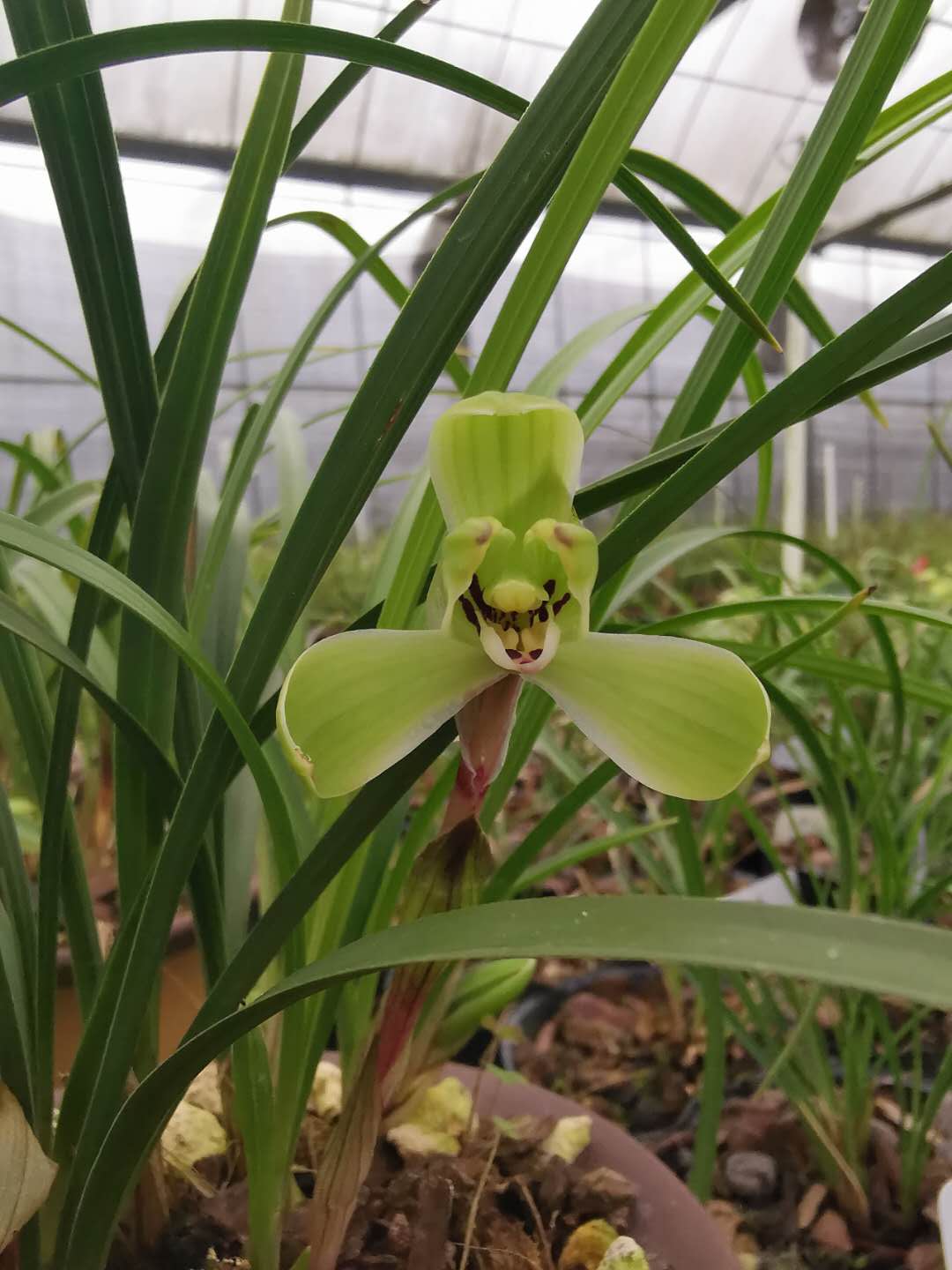 精品兰花*集圆* 正宗江浙老种名贵高档春兰 花卉盆栽【浙江嘉兰】