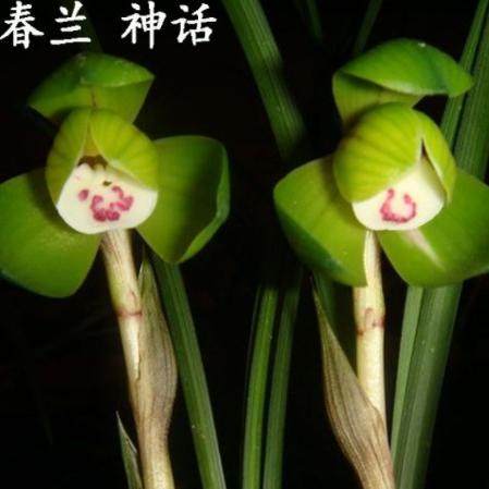 精品兰花*神话荷*名品春兰经典荷瓣高档花卉盆栽【浙江嘉兰】