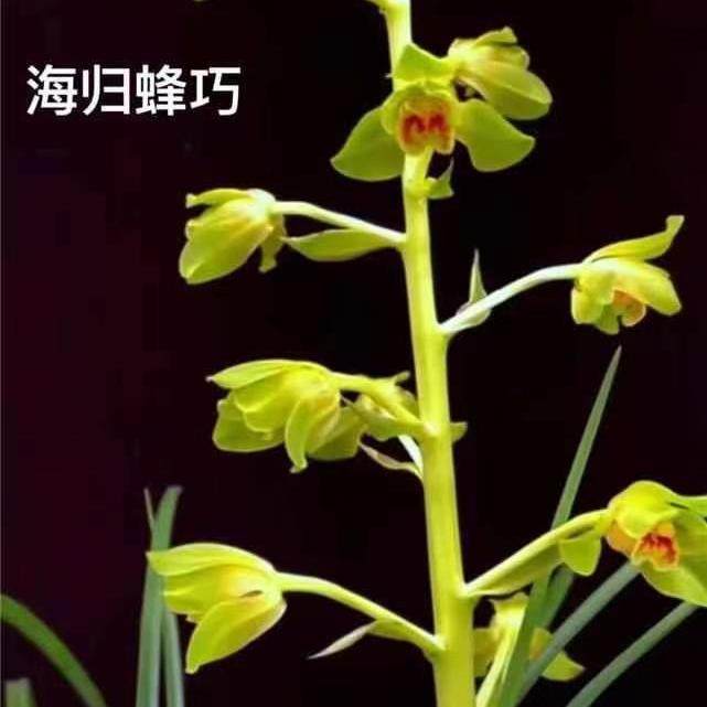 高档兰花*海归蜂巧*蕙兰蜂巧名品精品盆栽花卉【浙江嘉兰】