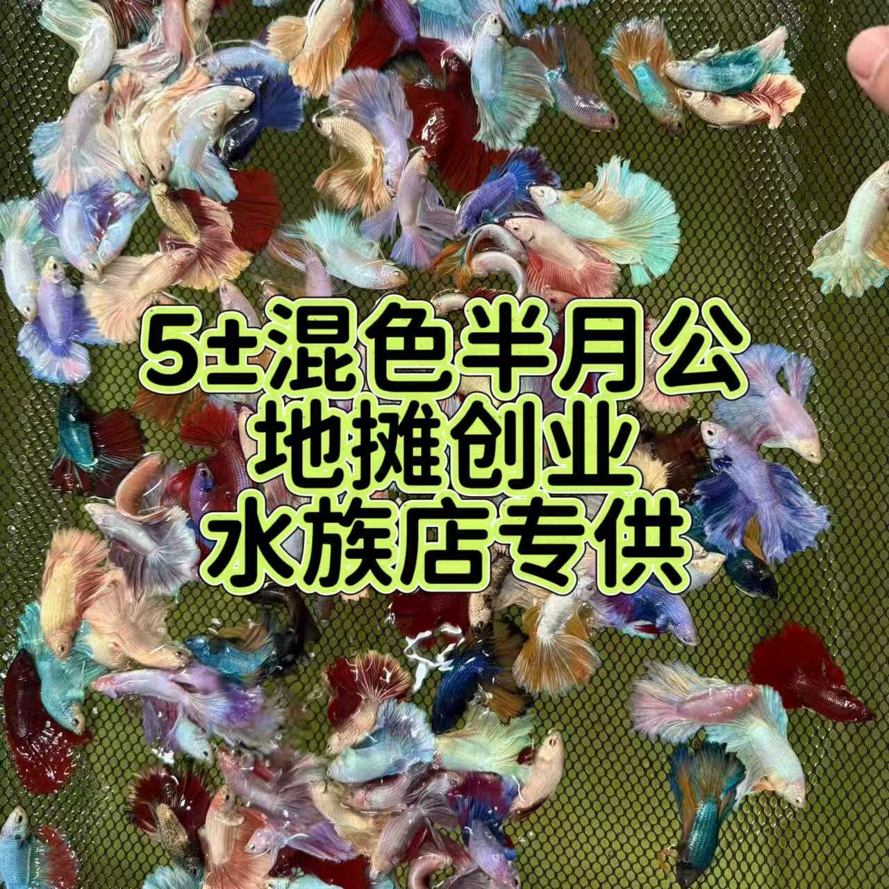 【摆摊斗鱼批发】10条起批泰国鱼