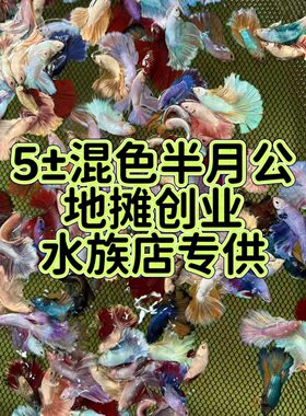 【摆摊斗鱼批发】10条起批泰国斗鱼热带观赏鱼半月网红婚纱包活