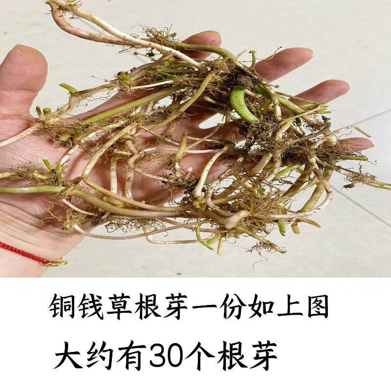铜钱草小绿植水养草籽花卉室内盆栽好养耐活净化水质水培植物根芽