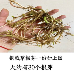 铜钱草小绿植水养草籽花卉室内盆栽好养耐活净化水质水培植物根芽