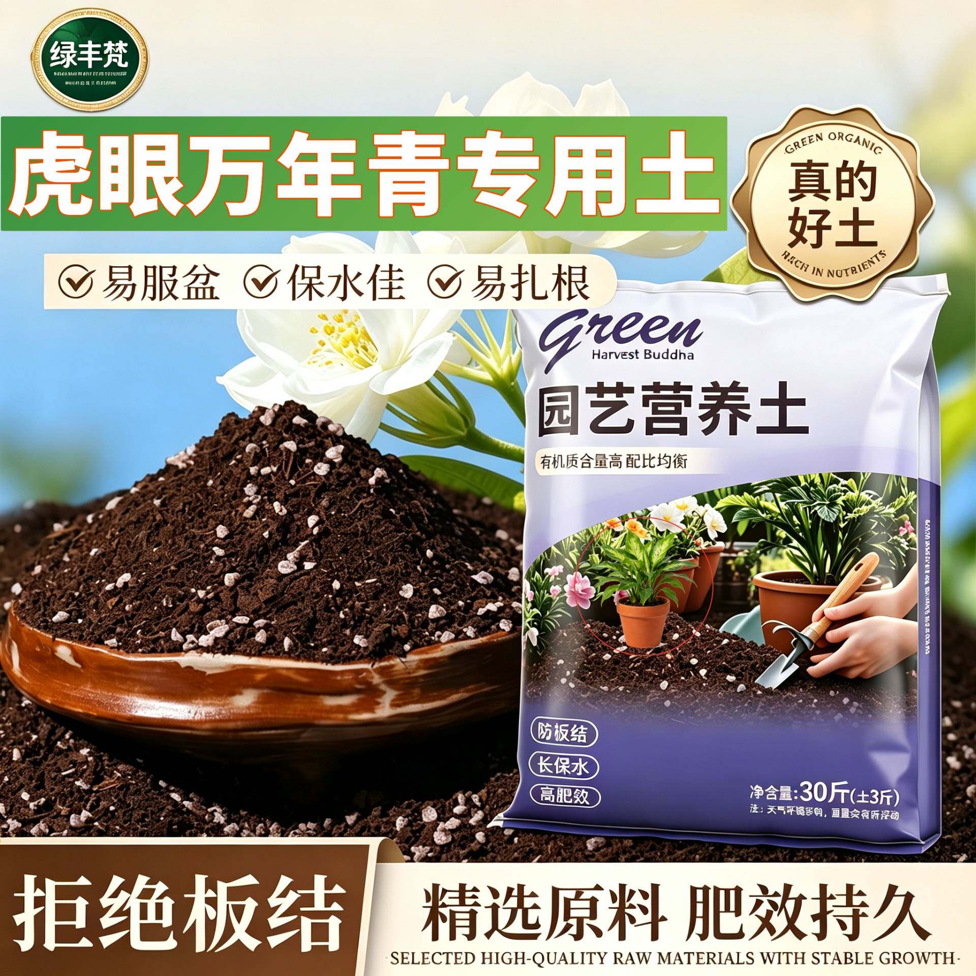 虎眼万年青适用含泥炭根壮苗好阳台加牛粪进口防徒长球根大包扦插