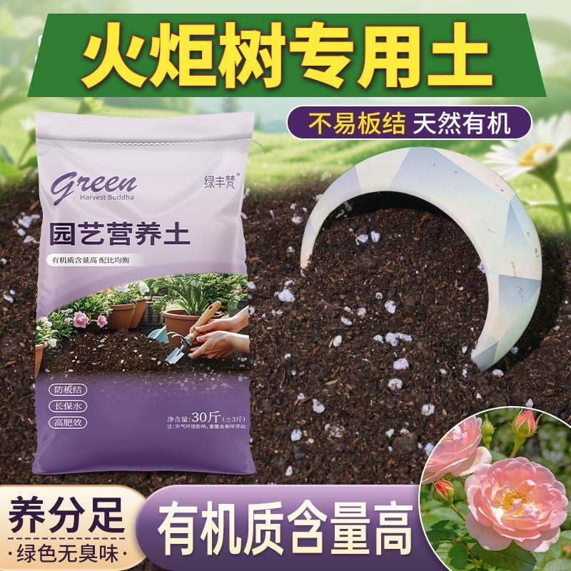 火炬树适用有机土加珍珠岩花园加深生根粉优质壮根观叶根壮苗好