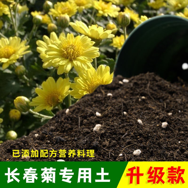 长春菊家用泥炭土不烂根阳台花园加深生根粉不闷根盆景土保水保肥