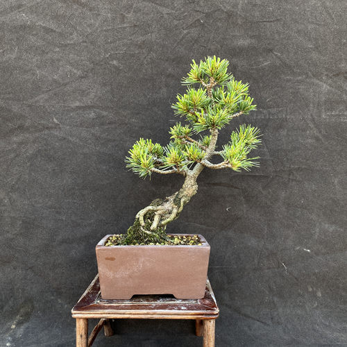 瑞光大阪松小微品短针小精品松树