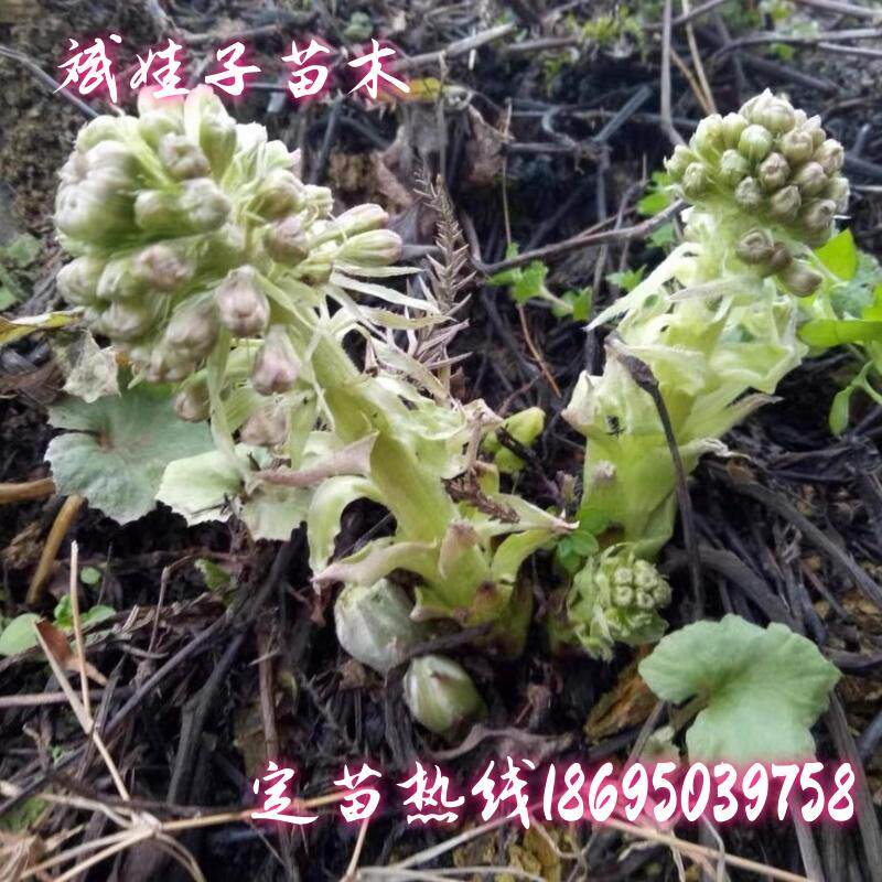 现挖新鲜山荷叶花卉室内阳台庭院观赏盆栽药用南瓜三七植物苗包邮