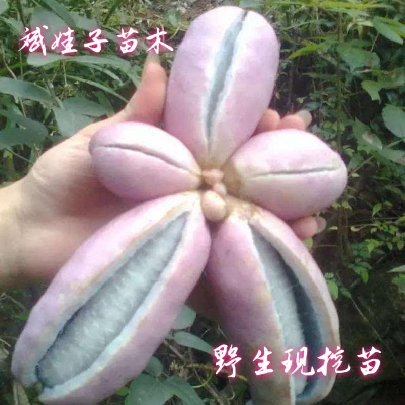 现挖新鲜爬藤植物中药材三叶木通八月瓜八月炸庭院室外种树苗