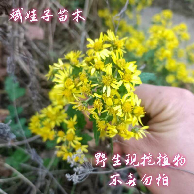 现挖秋季开花黄金万两野菊花山菊花庭院花海种植花量大易成活
