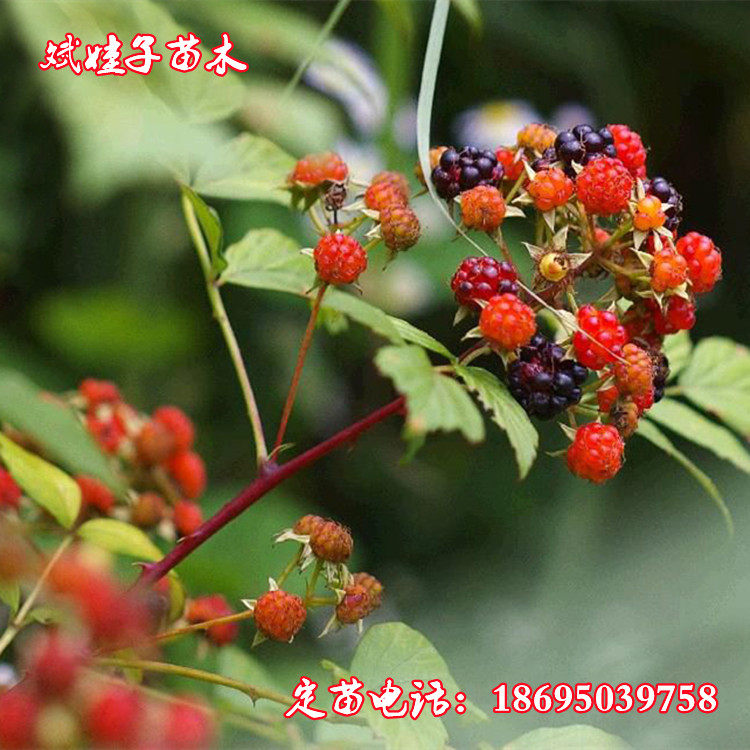 儿时的回忆插田泡刺泡树莓覆盆子种苗现挖包活庭院种植当年结果苗