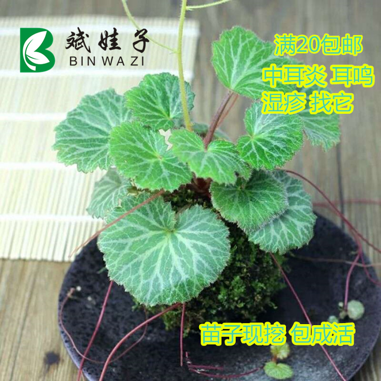 精品药材苗虎耳草阳台花卉吊金钱金丝荷叶室内净化空气喜阴植物苗