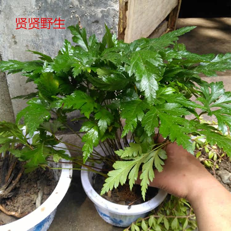 现挖中药材黄连苗黄连根鸡爪黄连10苗包邮庭院室内外喜阴植物易活