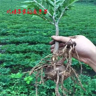 新鲜现挖恩施富硒高山魔芋种苗种球精品花魔芋种子种苗高成活包邮
