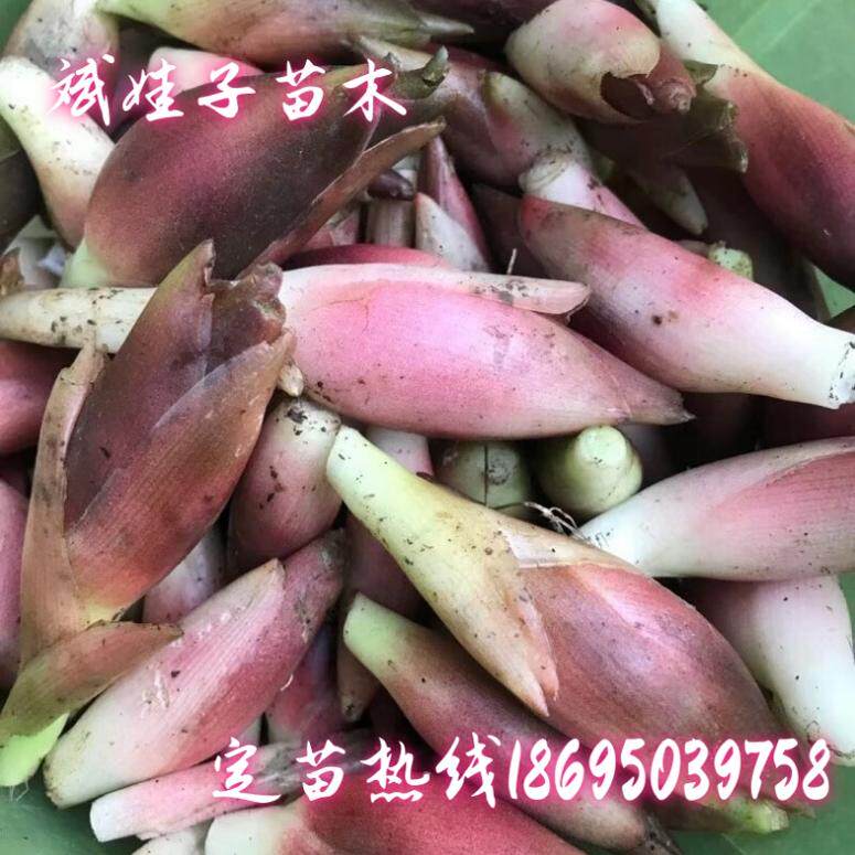 现挖新鲜洋荷姜阳荷姜洋火姜庭院楼顶种植可食用蔬菜可观赏绿植苗