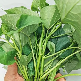 广西红薯叶新鲜，地瓜叶嫩尖纯天然食用番薯叶苕尖天然蔬菜