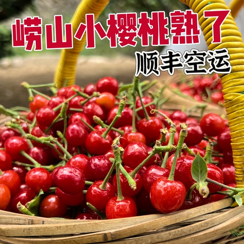 青岛崂山小樱桃纯甜爆汁顺丰空运