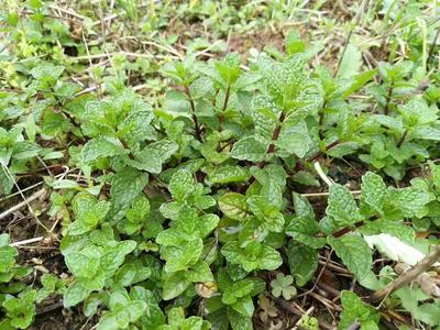 湖南野生薄荷苗食用鱼香菜