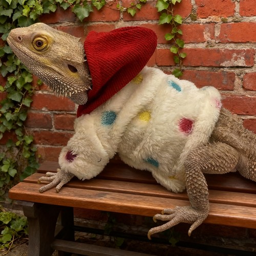 蜥蜴爬宠外出连帽衫衣服