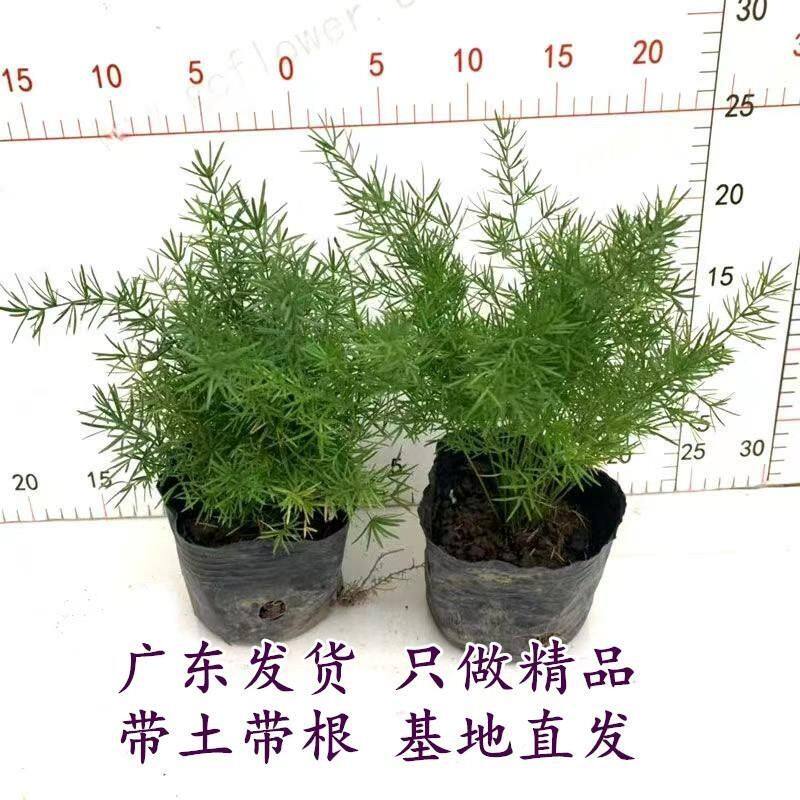 天门冬盆栽中草药苗武竹天门冬观叶四季常青室内垂吊耐阴植物