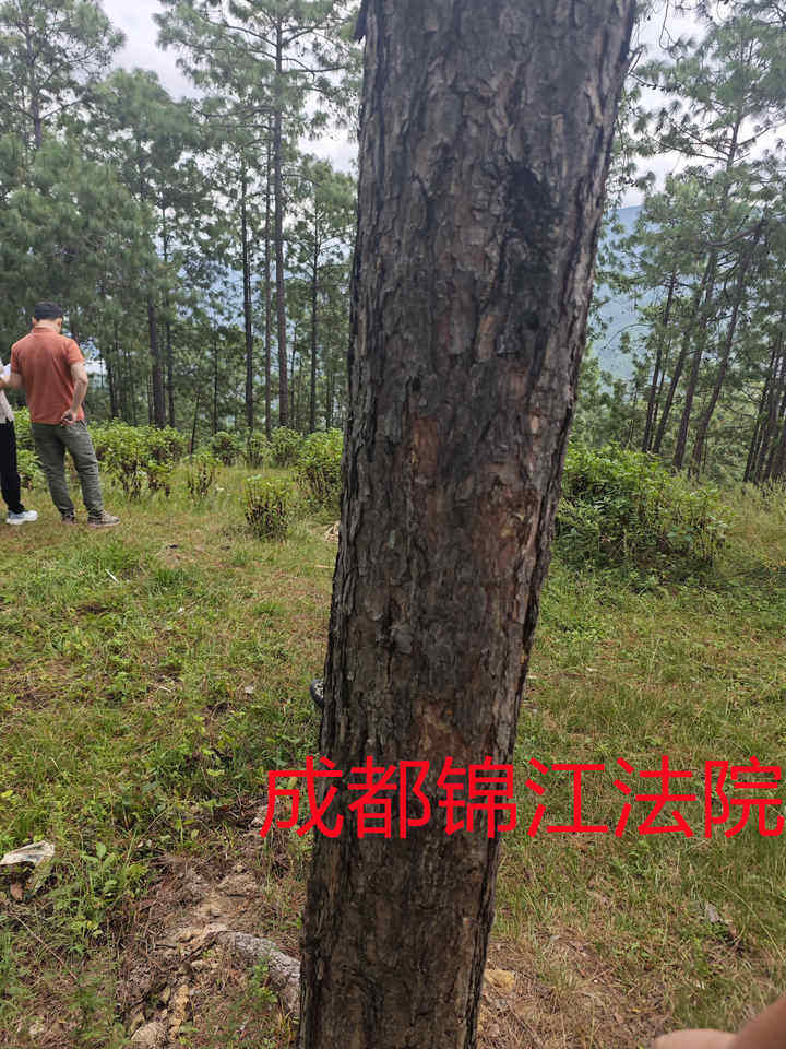 攀枝花市仁和区中坝乡学房村的林木资产与林权使用权