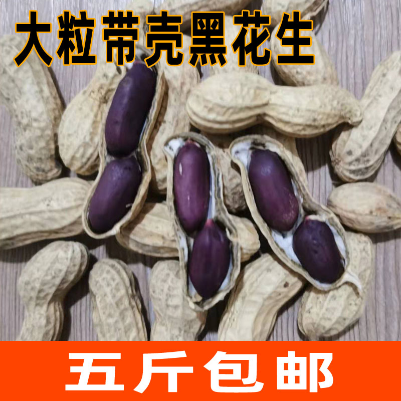 黑花生带壳2023农家黑皮花生带壳紫皮花生 黑皮花生黑花生果