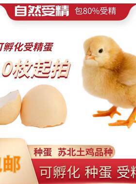 土鸡种蛋受精蛋正宗黄麻羽柴鸡高产可孵化纯种青黑脚笨鸡10枚起发