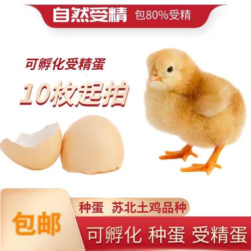 土鸡种蛋受精蛋正宗黄麻羽柴鸡高产可孵化纯种青黑脚笨鸡10枚起发
