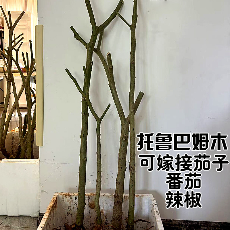 托鲁巴姆野茄子水茄 砧木苗约1cm粗壮 带土球 茄子番茄辣椒嫁接用