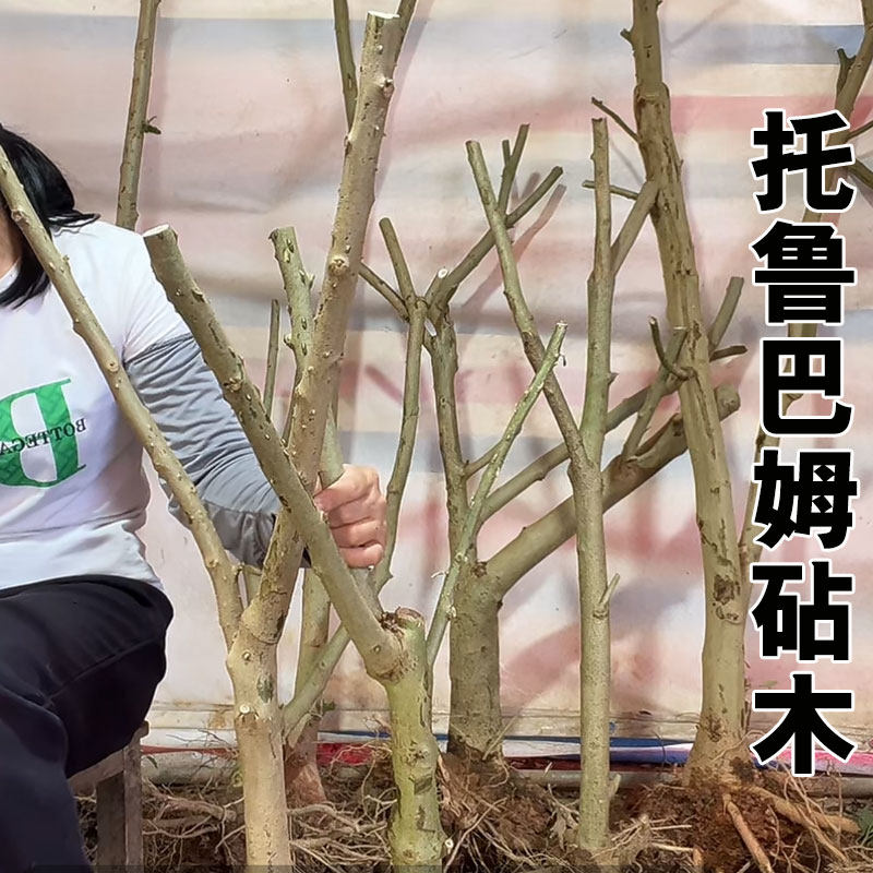 天然水茄子树苗 大桩 小桩 嫁接茄子番茄 嫁接用托鲁巴姆砧木
