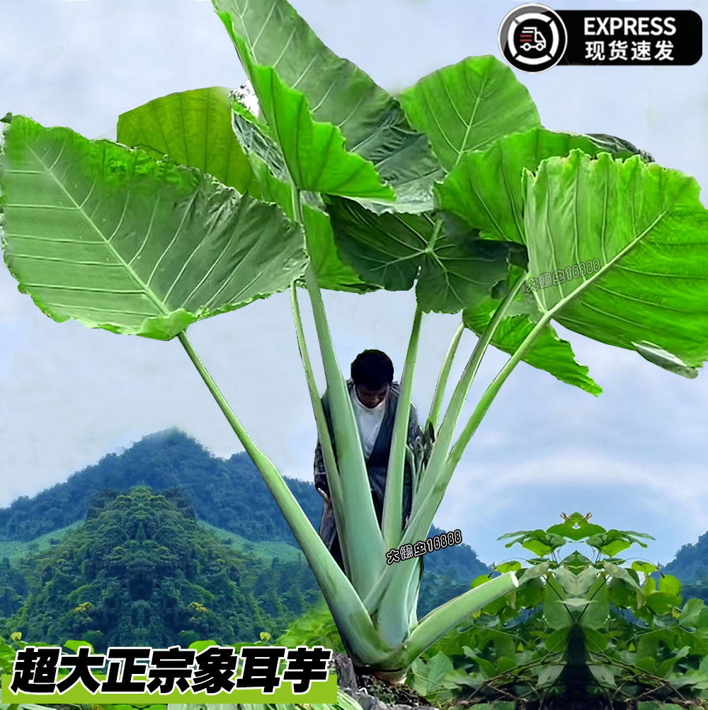 真正象耳芋霸王芋野芋大宽叶巨大特大叶老桩室内客厅绿植水培芋头