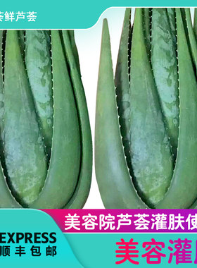 美国库拉索芦荟灌肤苗纳豆奶植物