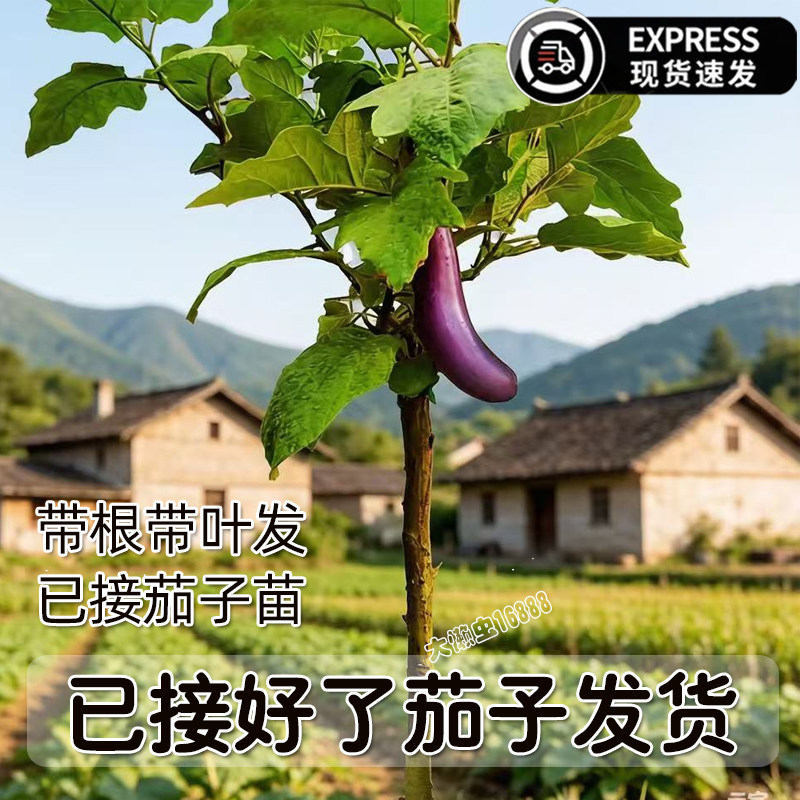 托鲁巴姆树苗水茄野茄子砧嫁接好紫色茄子发货的托鲁巴姆砧木老桩