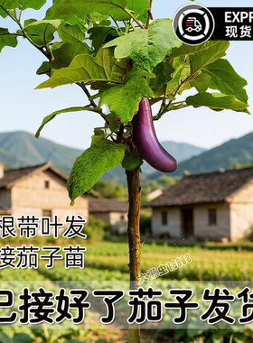 托鲁巴姆树苗水茄野茄子砧嫁接好紫色茄子发货的托鲁巴姆砧木老桩