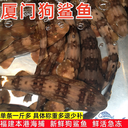 厦门本港狗鲨鱼一斤价鲜活海捕活冰新鲜狗鲨食用鲨鱼斑竹鲨狗鲨鱼