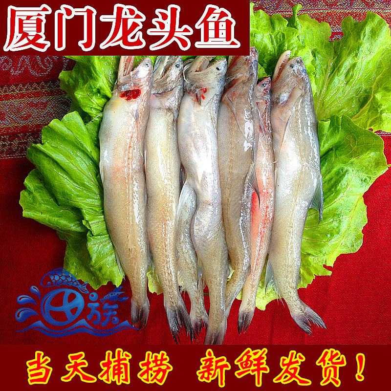 新鲜丝丁鱼鲜活龙头鱼当天捕捞九肚鱼豆腐鱼8-10只一斤厦门海鲜