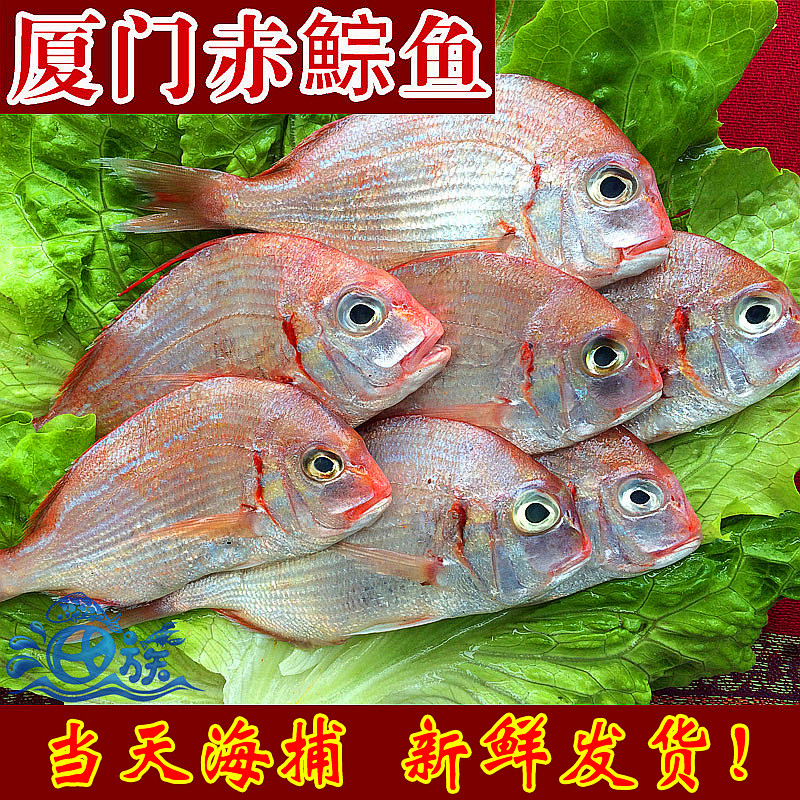 厦门新鲜赤鯮鱼海钓赤鯮鱼海鲜水产新鲜赤棕鱼一斤当天现捕真鲷鱼