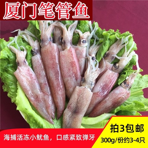 厦门海鲜新鲜小管小鱿鱼活冻鲜活笔管鱼海兔子墨斗鱼小红鱿300g
